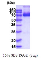 AR51927PU-N - XPNPEP1
