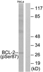 A0460-1 - Bcl-2