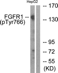 A0480-1 - FGFR1