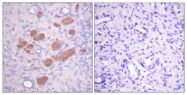 A0697-1 - NCF-4