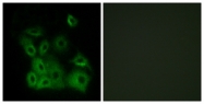 A0773-1 - Bax