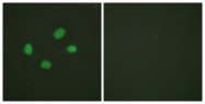 A0784-1 - CHK2