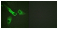 A0832-1 - Caspase-9