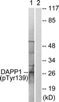A0901-1 - DAPP1