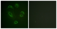 A0901-1 - DAPP1