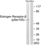 A0922-1 - Estrogen receptor beta