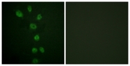 A0935-1 - GATA4