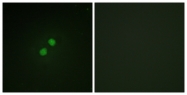 A1221-1 - Nibrin