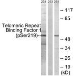 A1239-1 - TERF1