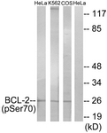 A7025-1 - Bcl-2