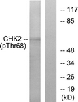 A7044-2 - CHK2