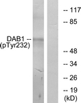 A7055-1 - DAB1