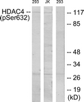 A7100-1 - HDAC4