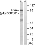 A8071-1 - TrkA