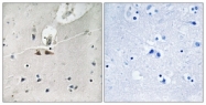 A8281-1 - Ephrin-B1