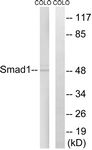 B0029-1 - SMAD1