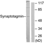 B0032-1 - Synaptotagmin-1