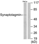 B0033-1 - Synaptotagmin-1