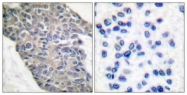 B0033-1 - Synaptotagmin-1