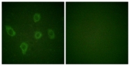 B0060-1 - Caspase-9