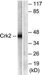 B0066-1 - CRK