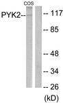 B0084-1 - FAK2 / PTK2B