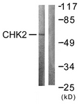 B0784-1 - CHK2