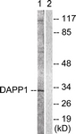 B0901-1 - DAPP1