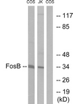 B0930-1 - FOSB