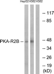 B0972-1 - PRKAR2B