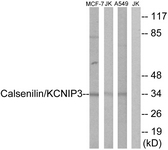 B1024-1 - Calsenilin