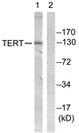 B1183-1 - TERT