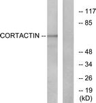 B7049-1 - Cortactin