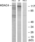 B7100-1 - HDAC4