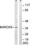 B7142-1 - MARCKS