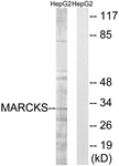 B7143-1 - MARCKS