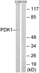 B8055-1 - PDPK1