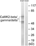 B8085-1 - CAMK2B
