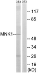 B8143-1 - MKNK1