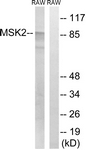 B8149-1 - MSK2