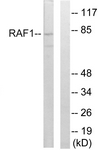 B8178-1 - RAF1