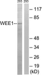 B8199-1 - WEE1 / Wee1-like protein kinase