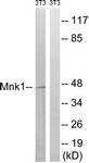 B8376-1 - MKNK1