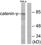 C0138-1 - Junction plakoglobin