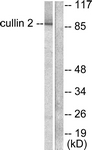 C0163-1 - Cullin-2