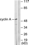 C0165-1 - Cyclin A1