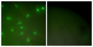 C0165-1 - Cyclin A1