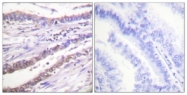C0165-1 - Cyclin A1