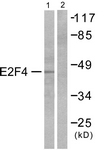 C0178-1 - E2F4