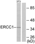 C0184-1 - ERCC1